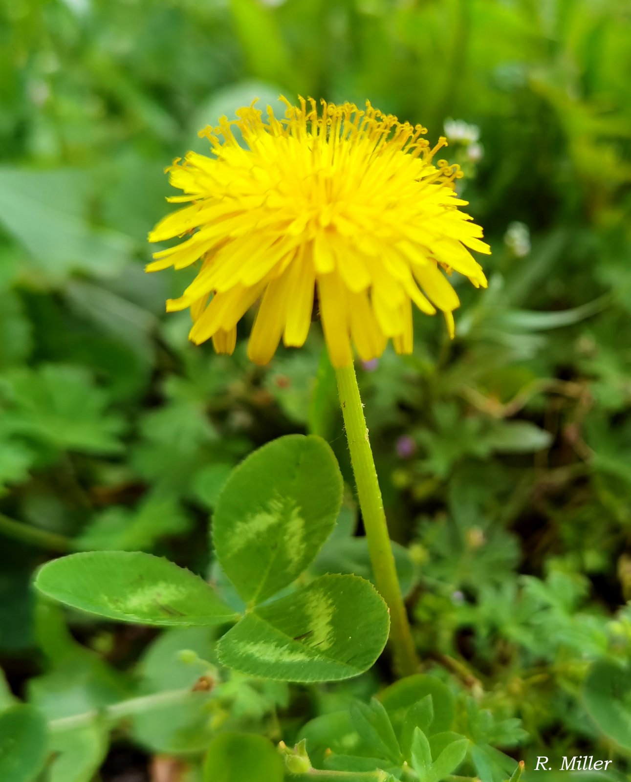 dandellion r miller.jpg