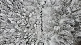 The white soldiers.jpeg