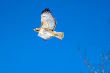 2021_0225_Red-Tailed Hawk_Catskills_Megan Maher_001.JPG