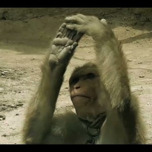 The Earning Monkey | short documentary | 2020 | Entertainer | Pakistan | Culture